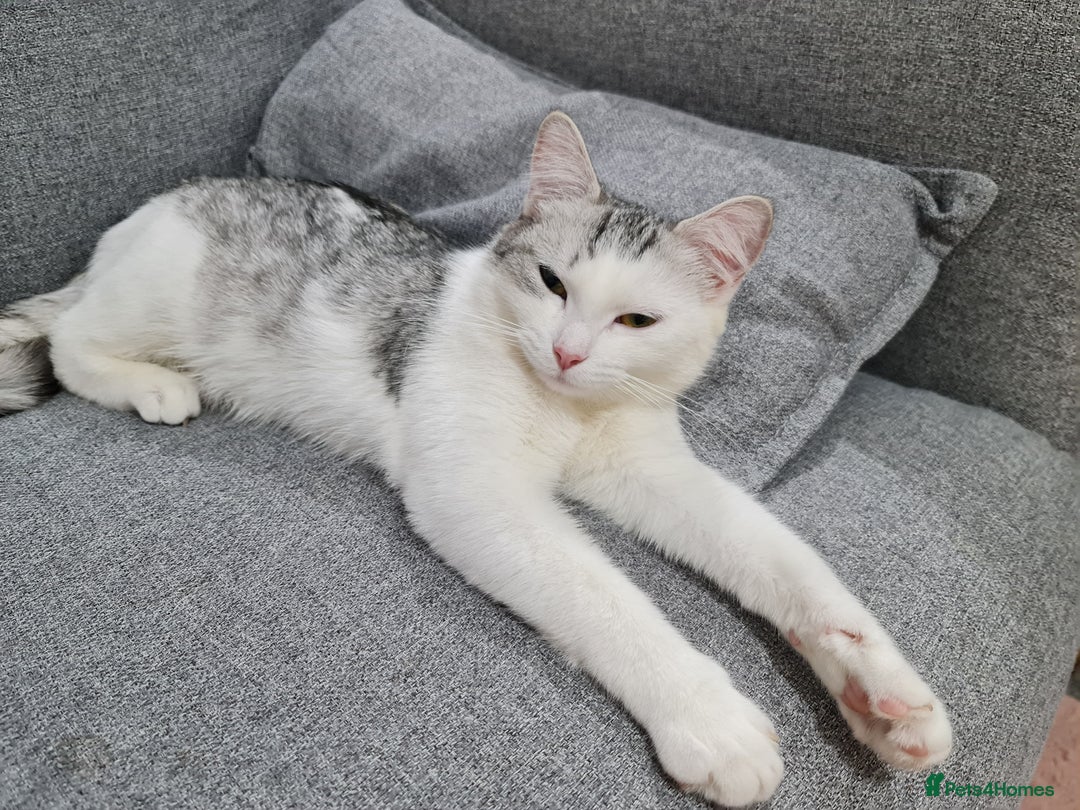 Mixed Breed cats for sale: 4 female kittens - Image 2