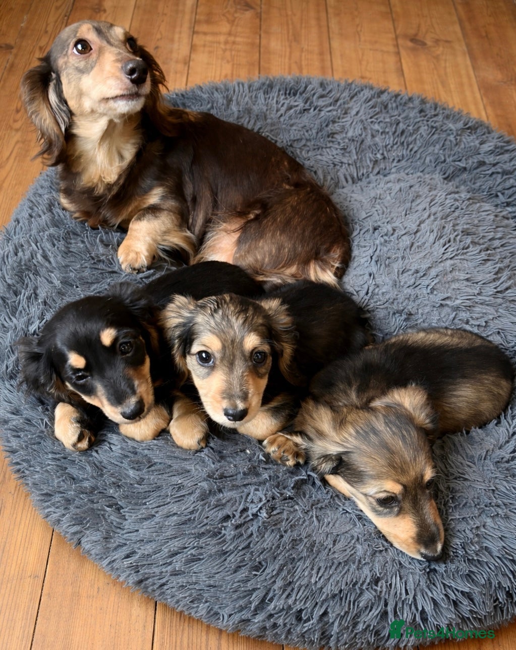 Miniature Dachshund dogs Miniature Longhaired Dachshunds  - Advert 2
