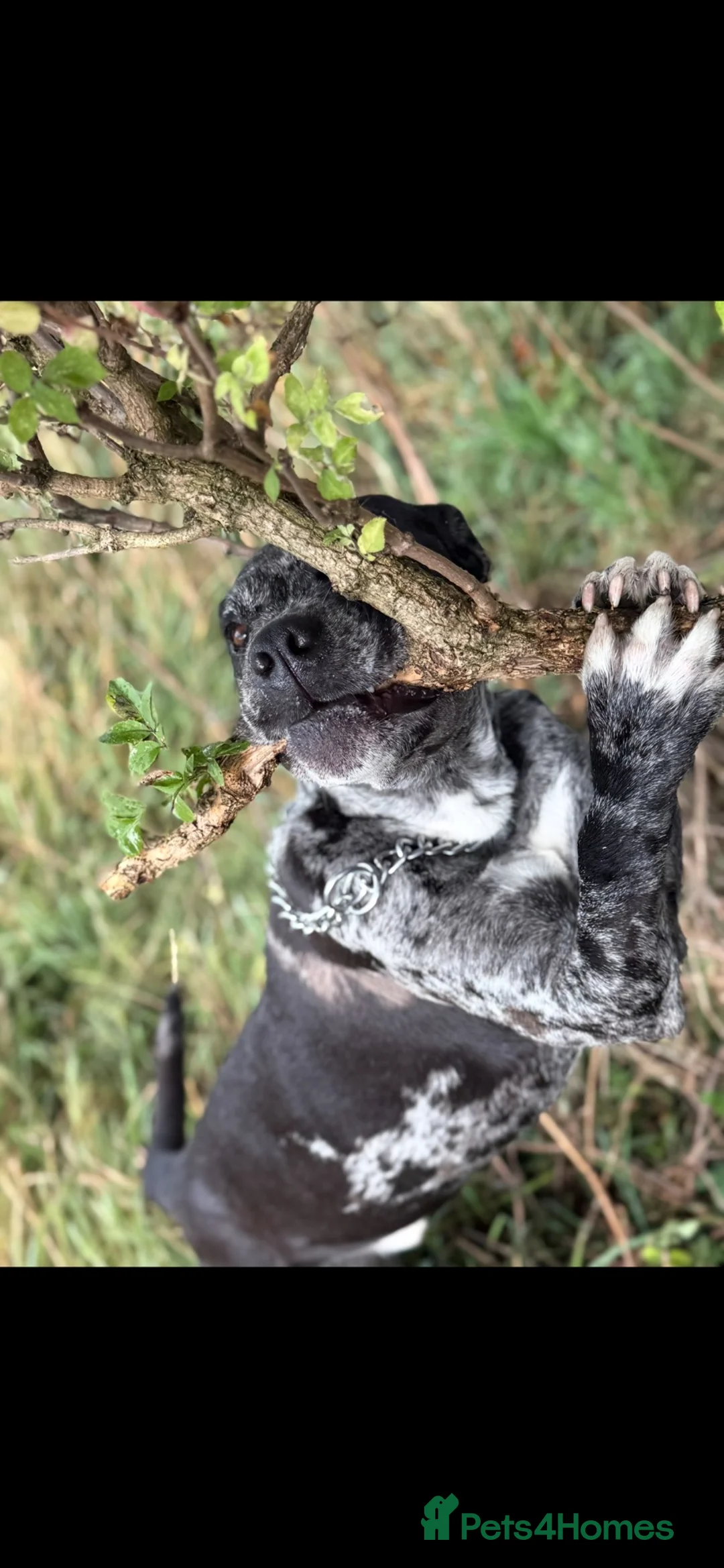 Mixed Breed dogs for sale: Experienced home needed for Bruce, adult only home in Ossett - Advert 3