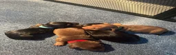 Dachshund dogs for sale: Miniature Dachshunds  in Bridgwater - Advert 14