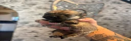 Pomeranian dogs for sale: 3 beautiful Pomeranian pups   - Advert 3