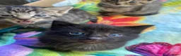 Mixed Breed cats for sale: 6 very sweet Kitties - Advert 7