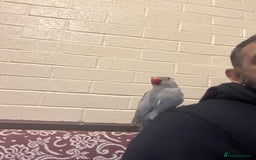 Ringnecks birds for sale: Ringnick proven breeding pairs  - Image 6