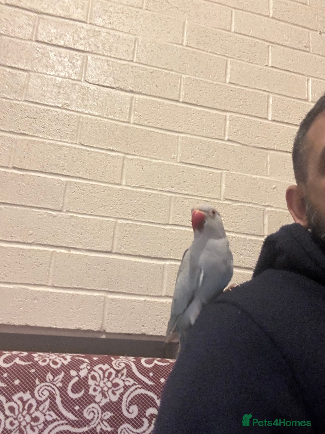 Ringnecks birds for sale: Ringnick proven breeding pairs  - Image 6