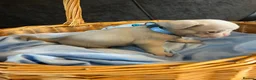 Pug dogs for sale: Unique pug puppies in Swanley - Advert 19