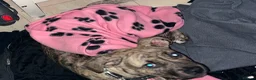 Mixed Breed dogs for sale: My Dog Hennessy  in Wembley - Advert 4