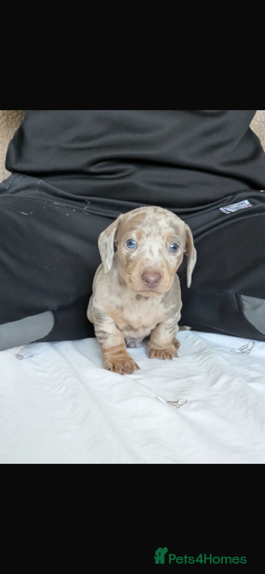 Dachshund dogs for stud: Miniature dachshund for stud  in Newport - Advert 13