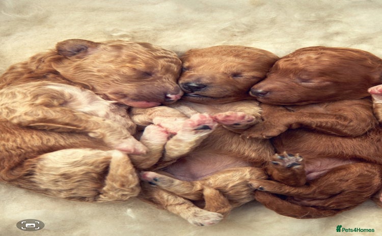 Cavachon dogs - Advert 1