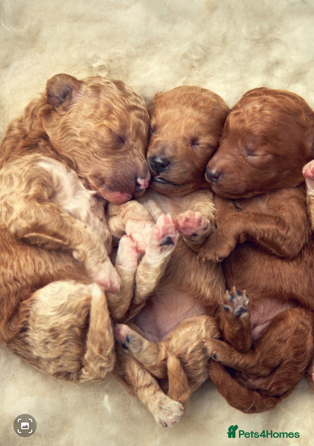 Cavachon dogs for sale: Cavapoochon Puppies Ready 19th September - Image 1