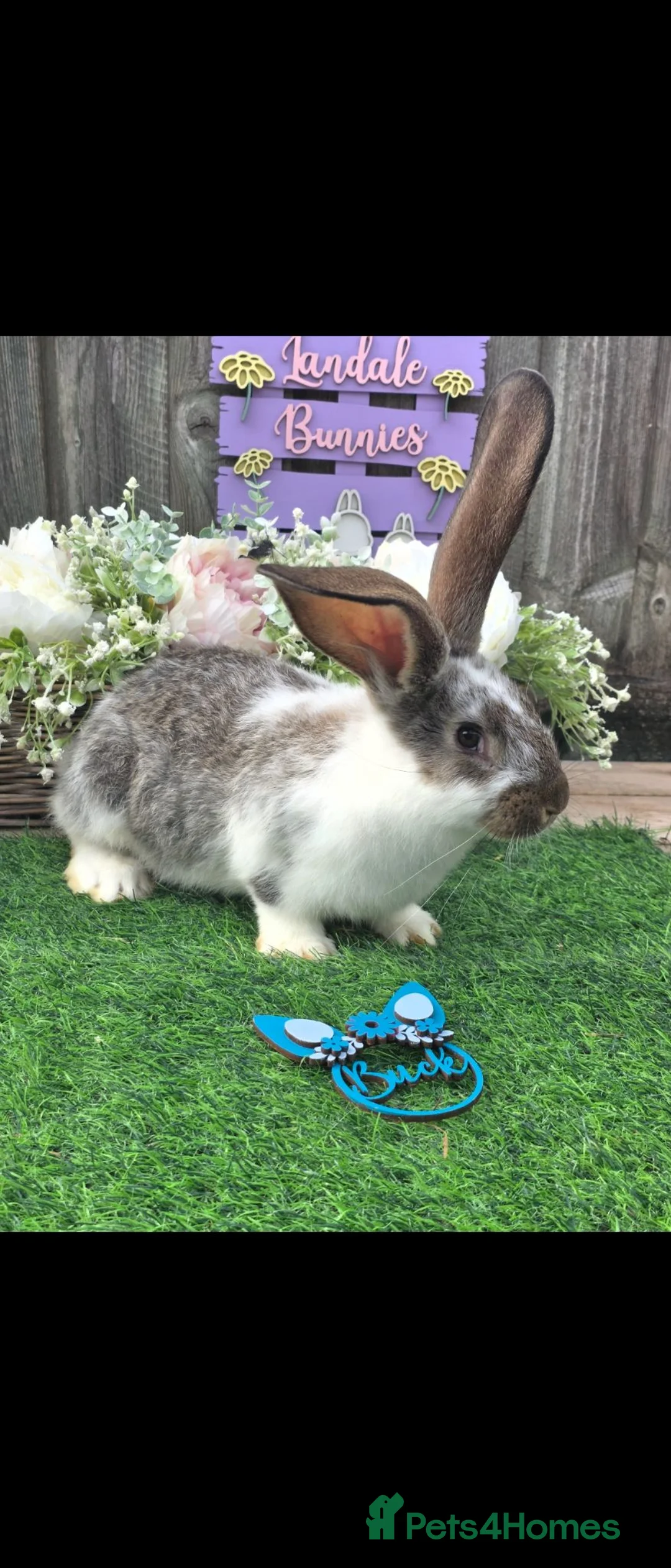 Continental Giant rabbits for sale: 4 continental giants for reserve - Advert 1