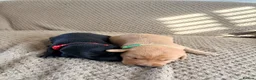 Labrador Retriever dogs for sale: 7 Gorgeous Labrador puppies in Towcester - Advert 4