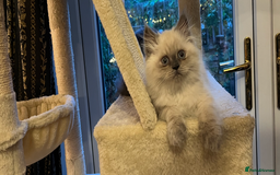 Persian cats for sale: Ready Now 2 Boys/1 Girl Persian Fluff Monsters - Image 15