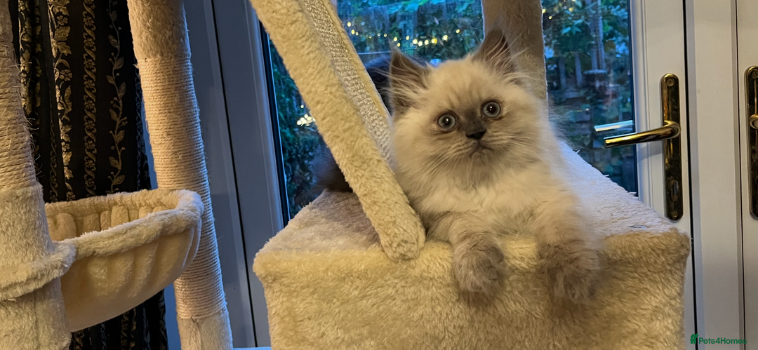 Persian cats for sale: Ready Now 2 Boys/1 Girl Persian Fluff Monsters - Image 15