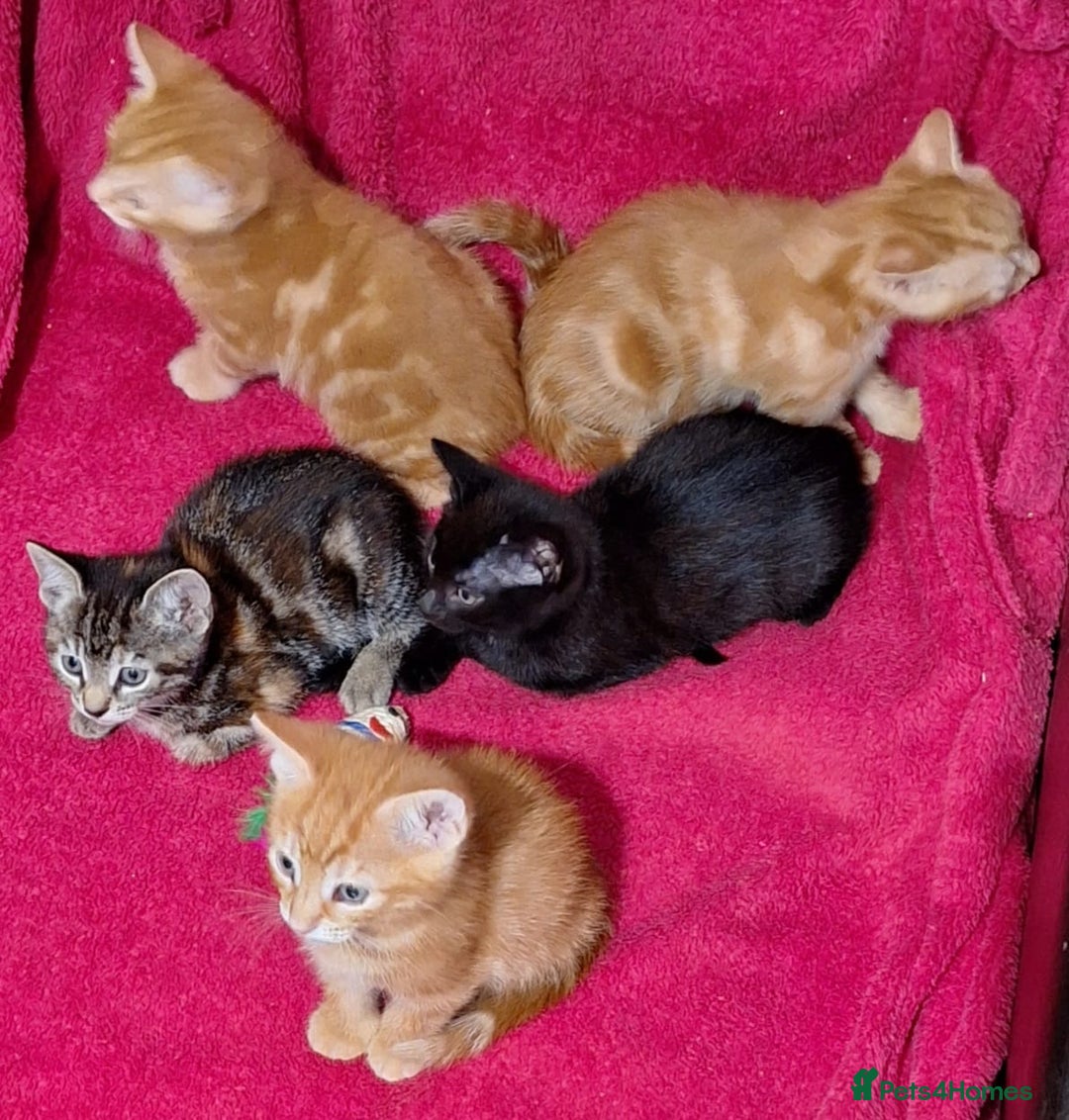 Mixed Breed cats for sale: Amazing, beautiful kittens 3 boys, 2 girls - Image 17
