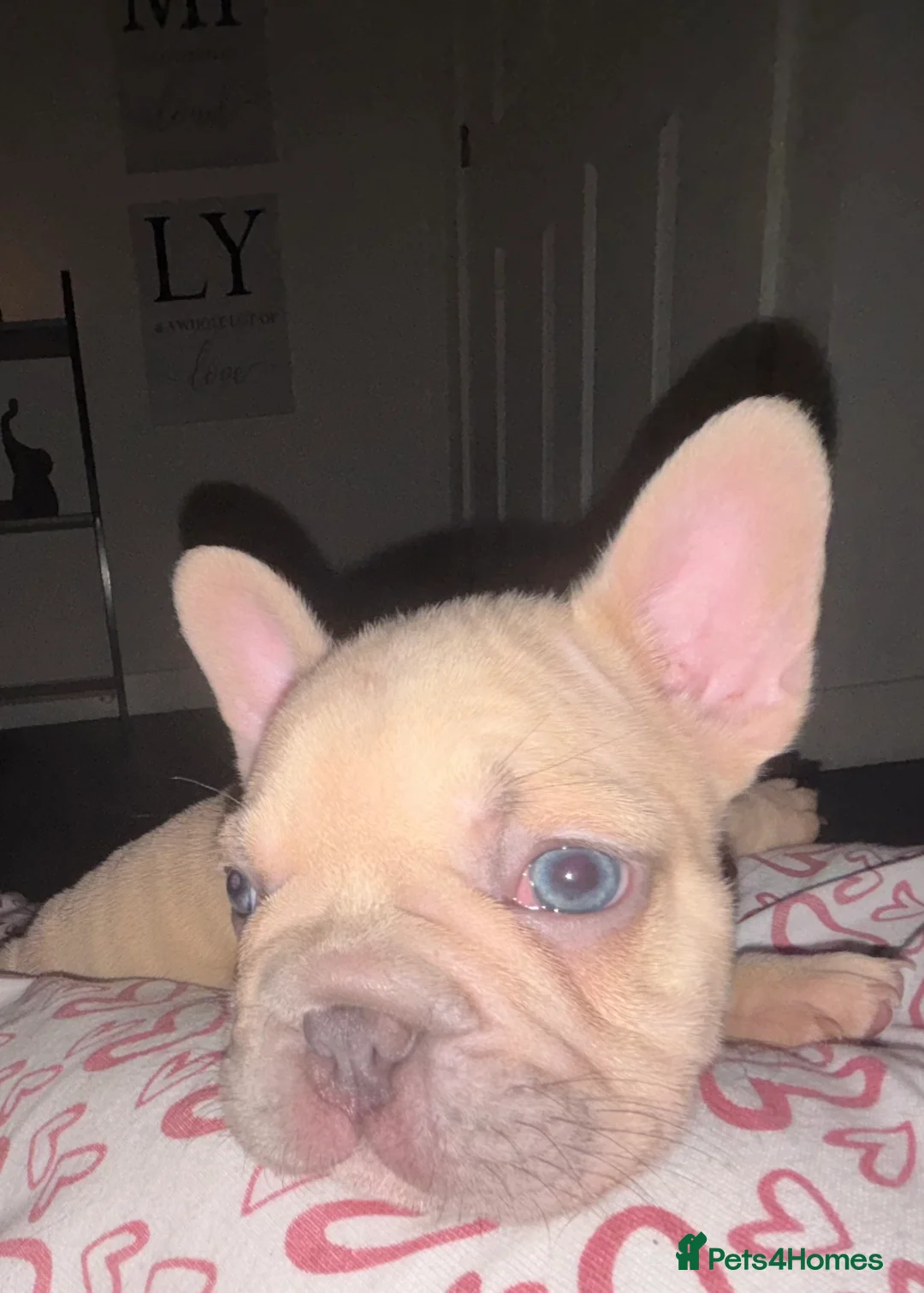 French Bulldog dogs for sale: French bulldog puppies  - Advert 30