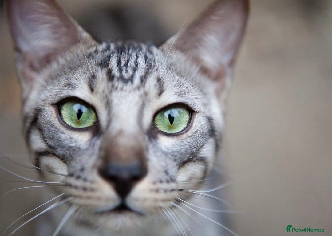 Bengal cats for sale: 🌟Pedigree bengal kittens🌟 - Image 16