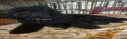 Miniature Poodle dogs for sale: STUNNING LITTER OF 6 BLACK MINIATURE POODLES - Advert 5