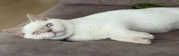 British Shorthair cats for sale: Male British Short Hair Colour Point  in Watford - Advert 2