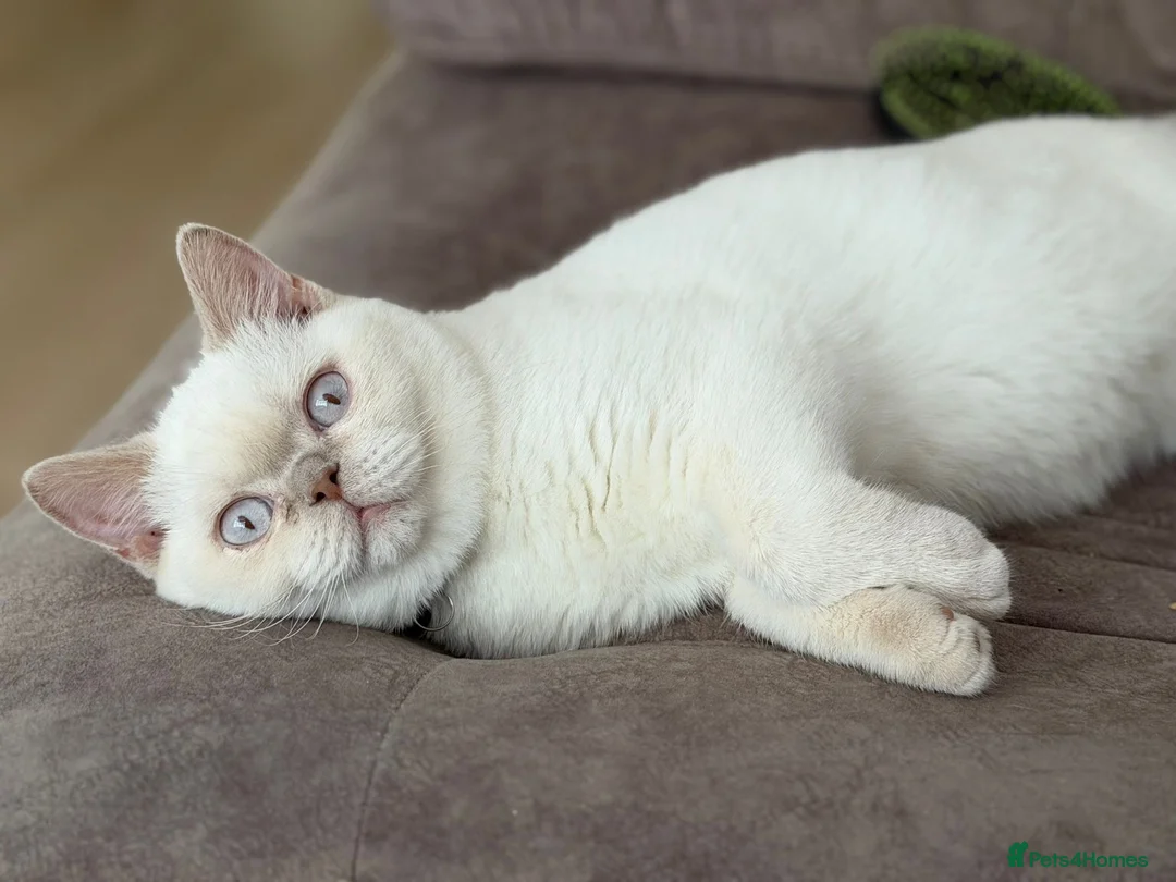 British Shorthair cats for sale: Male British Short Hair Colour Point  in Watford - Advert 2