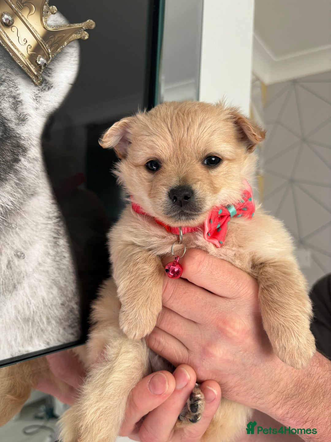 Mixed Breed dogs for sale: Italian volpino x deer head chihuahua puppies  - Advert 4
