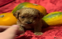 Cavapoo dogs for sale: 🐶 Beautiful Cavapoo Puppies -Ready Soon!!! - Image 3