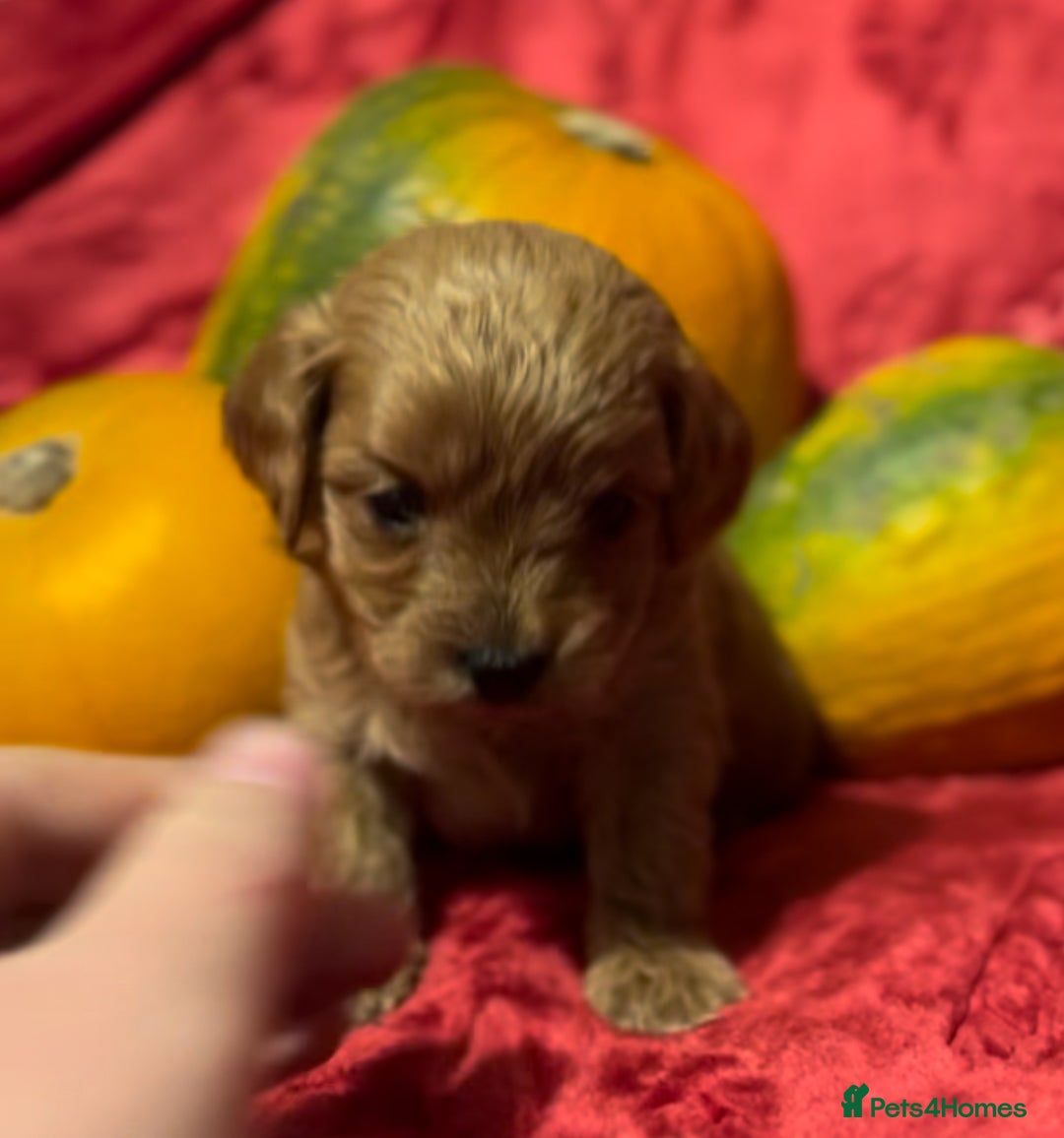 Cavapoo dogs for sale: 🐶 Beautiful Cavapoo Puppies -Ready Soon!!! - Image 3