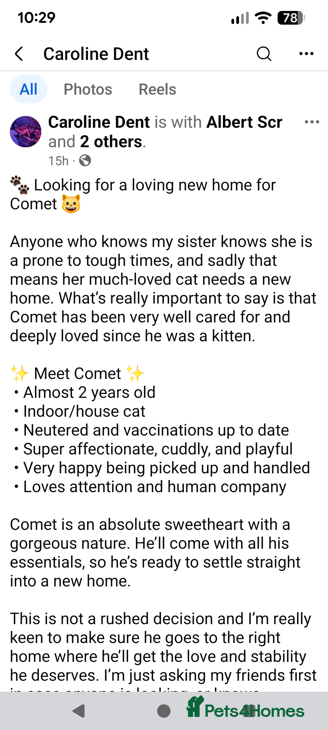 British Shorthair cats for sale: Male neutered cat  - Advert 2