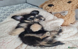 Chipoo dogs for sale: 4  Stunning chipoo puppies  - Image 2
