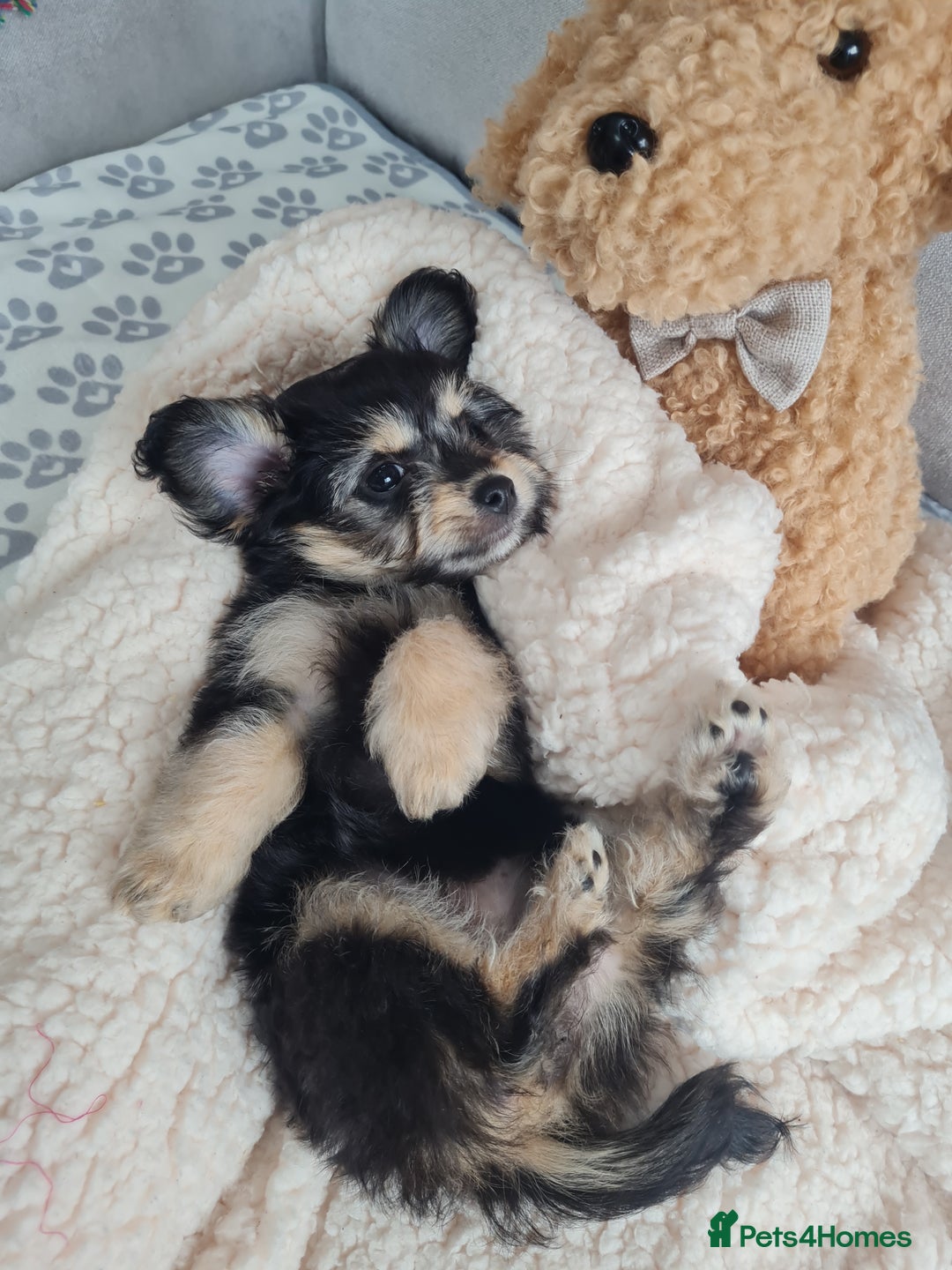 Chipoo dogs for sale: 4  Stunning chipoo puppies  - Image 2