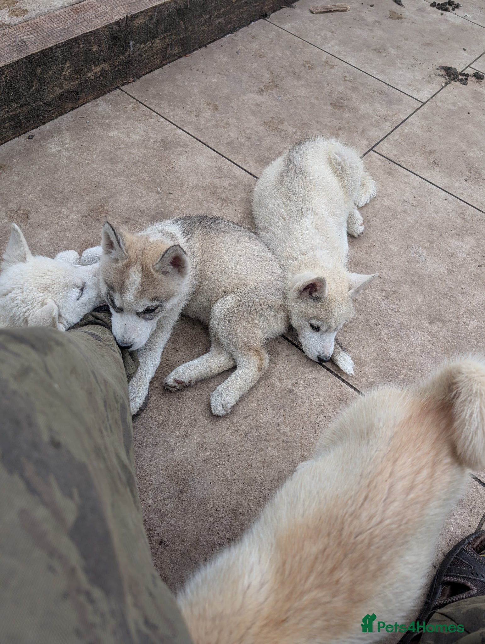 Siberian Husky dogs for sale: Siberian Husky puppies - Advert 28