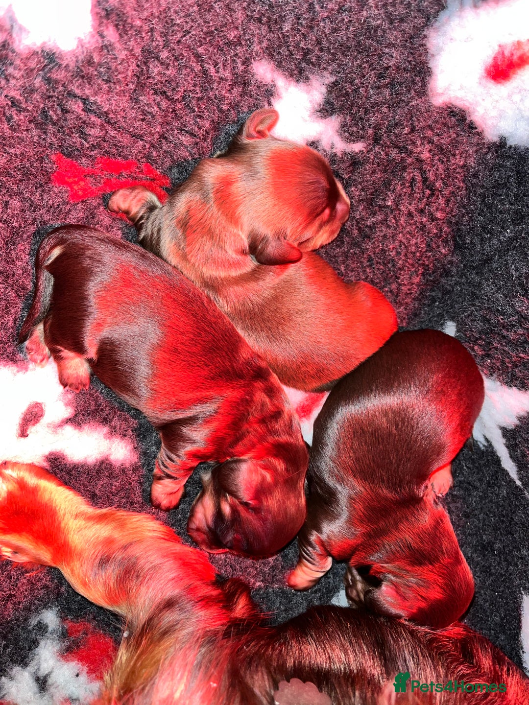 Miniature Dachshund dogs for sale: Long haired mini daschunds  - Advert 8