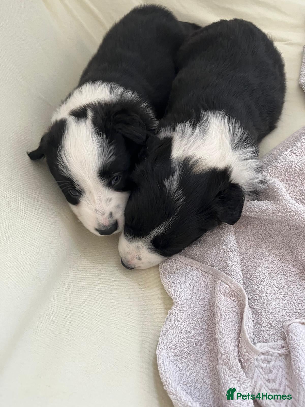 Border Collie dogs Cornmill Farm Border Collies  - Advert 6