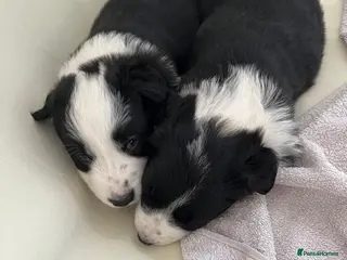 Border Collie dogs Cornmill Farm Border Collies - Advert 6