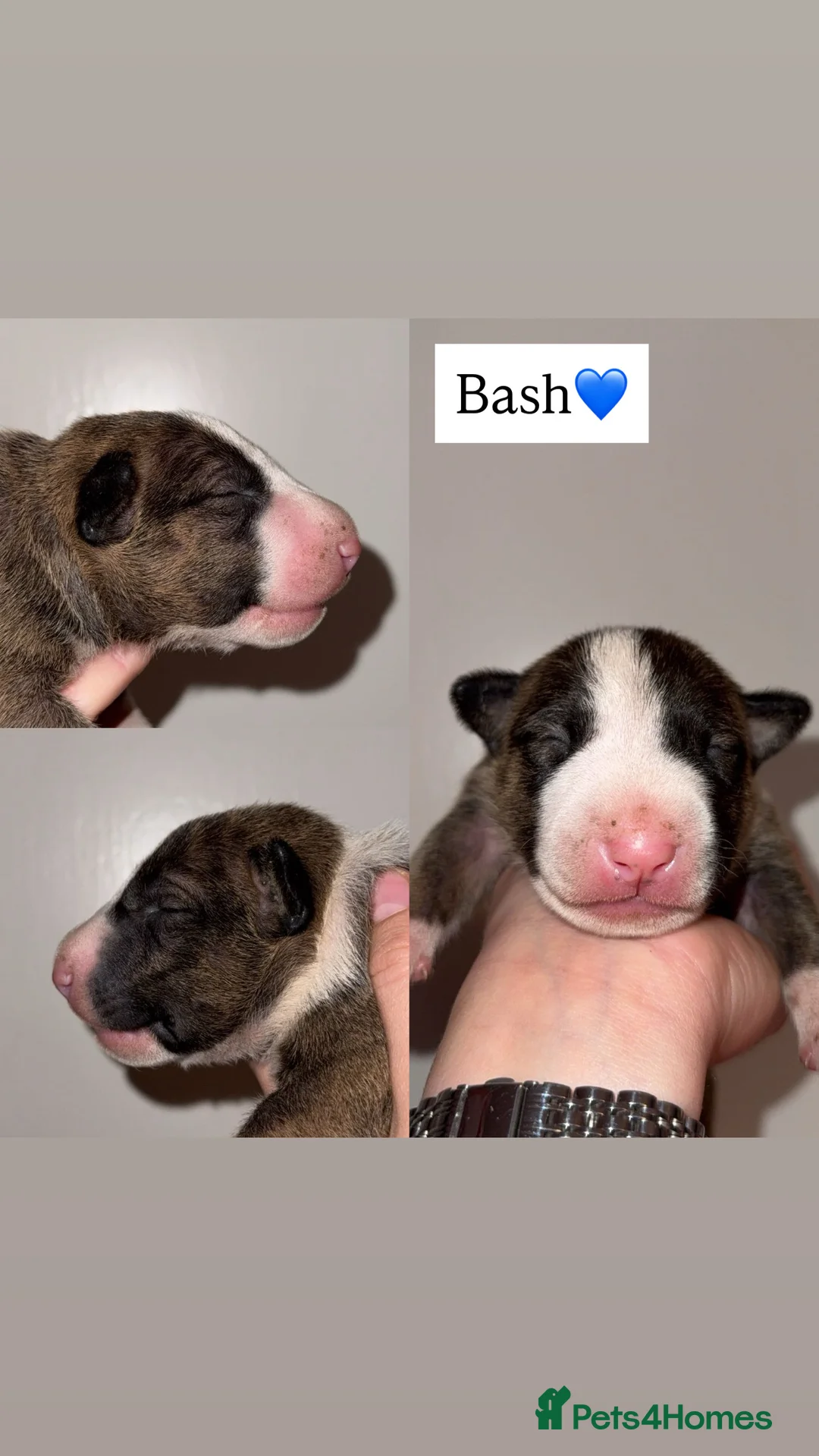 English Bull Terrier dogs for sale: Bull Terrier - Advert 19