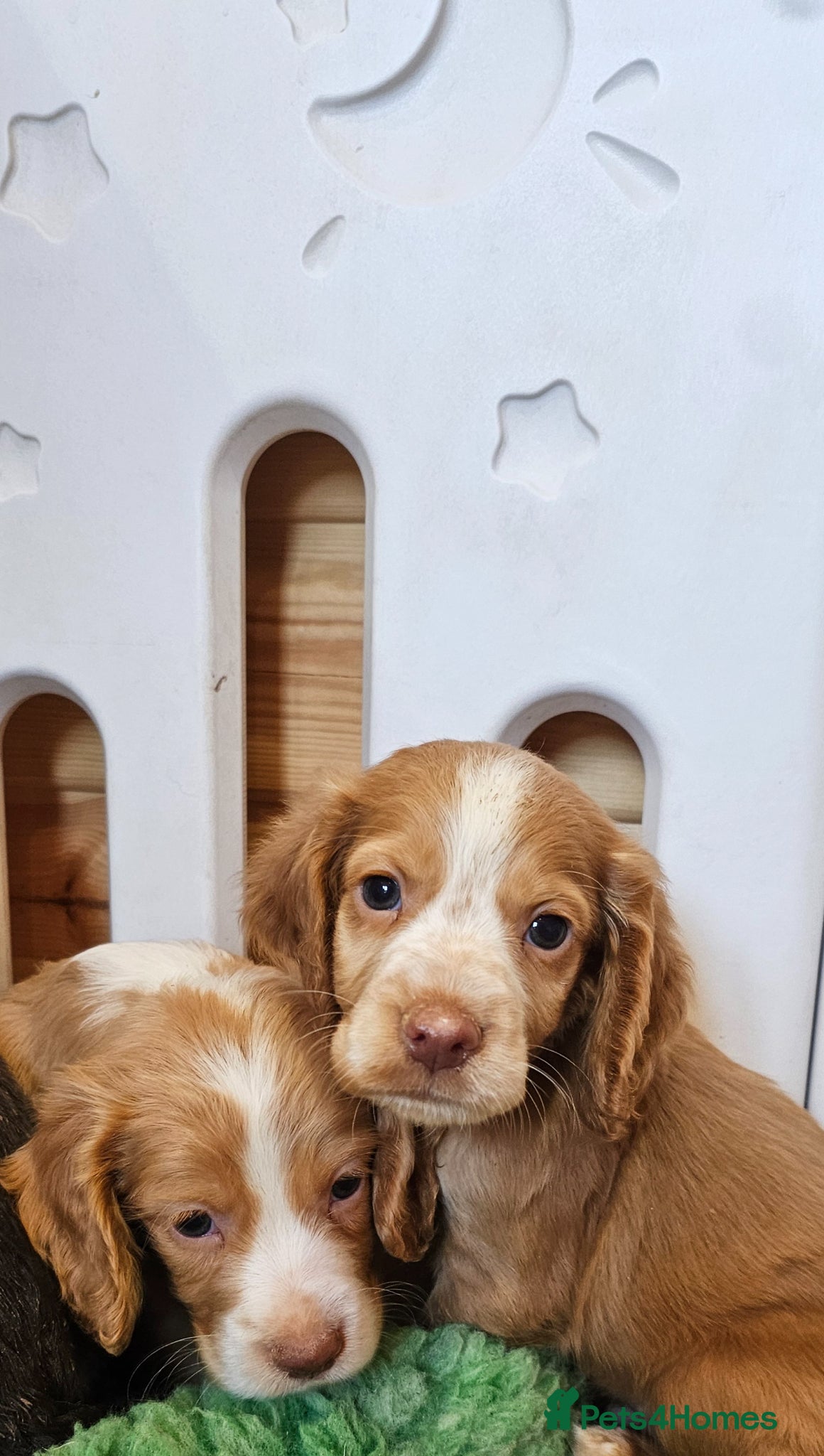 Cocker Spaniel dogs 6 BOY WORKING TYPE KC COCKER SPANIELS - Advert 2