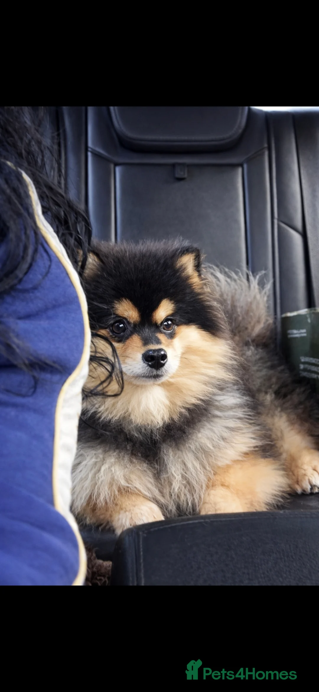 Pomsky dogs for sale: Batman F3 Pomsky boy  - Advert 4