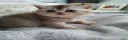 Scottish Fold cats for sale: 🐾 Adorable Scottish Fold Kittens  - Advert 22