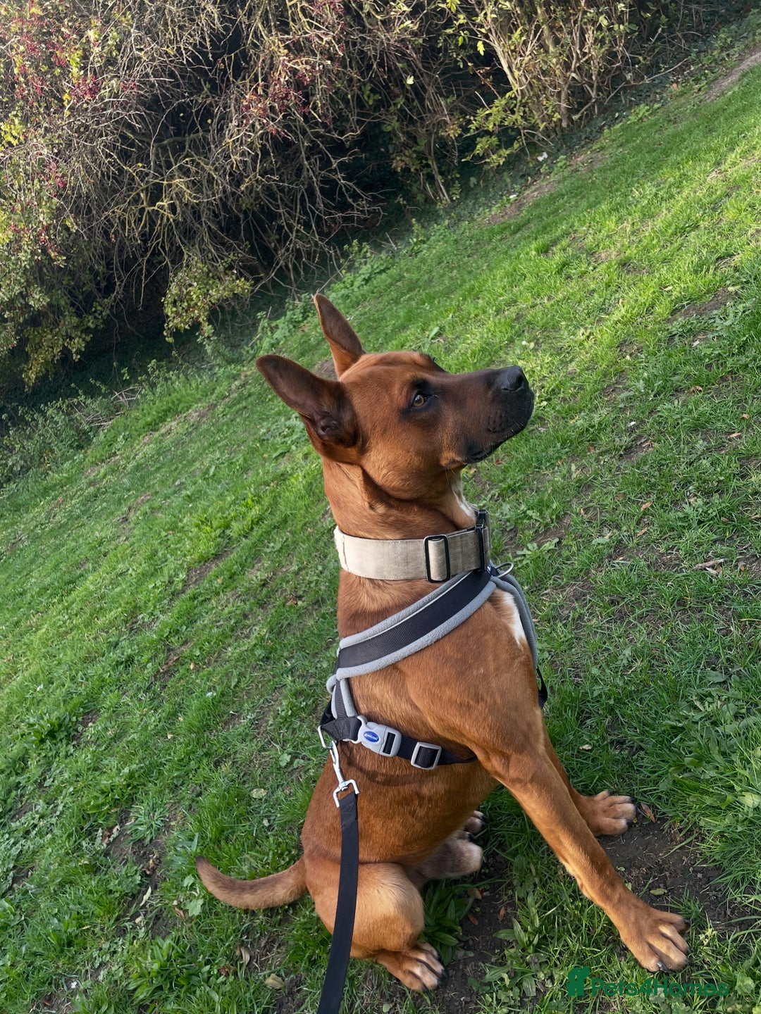 Mixed Breed dogs for sale: Bull hearder ( Loki ) - Advert 3