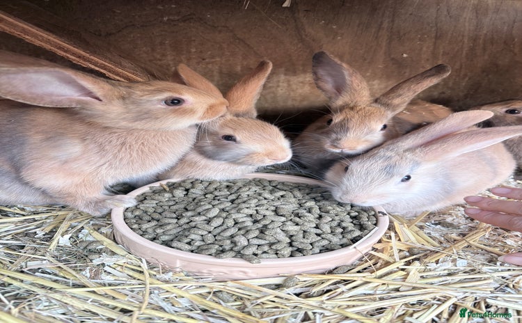 Harlequin rabbits - Advert 2