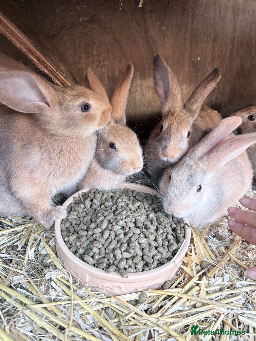 Harlequin rabbits for sale: Harlequin  - Image 1