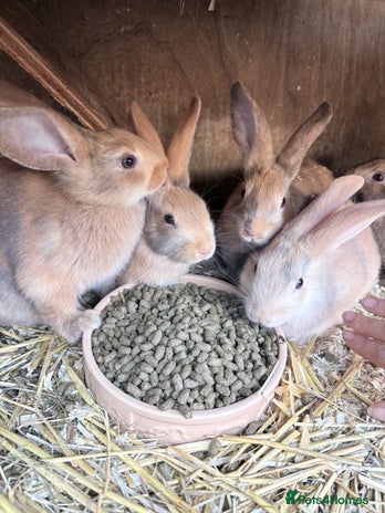 Harlequin rabbits Harlequin - Advert 1