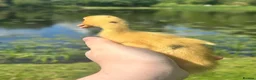 Ducks poultry for sale: Unsexed Indian Runner Ducklings - Advert 6