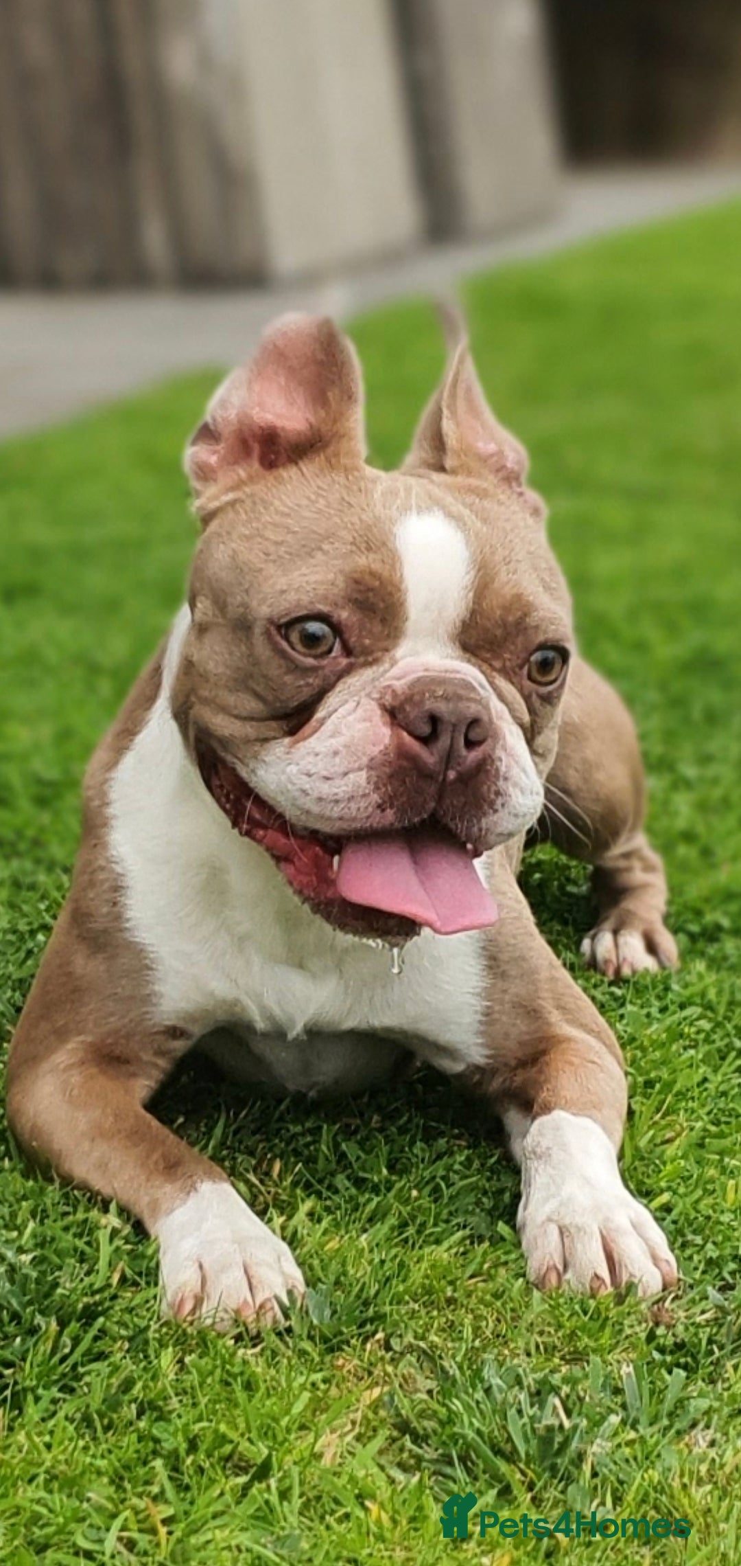 Boston Terrier dogs Beautiful boston for stud - Advert 1