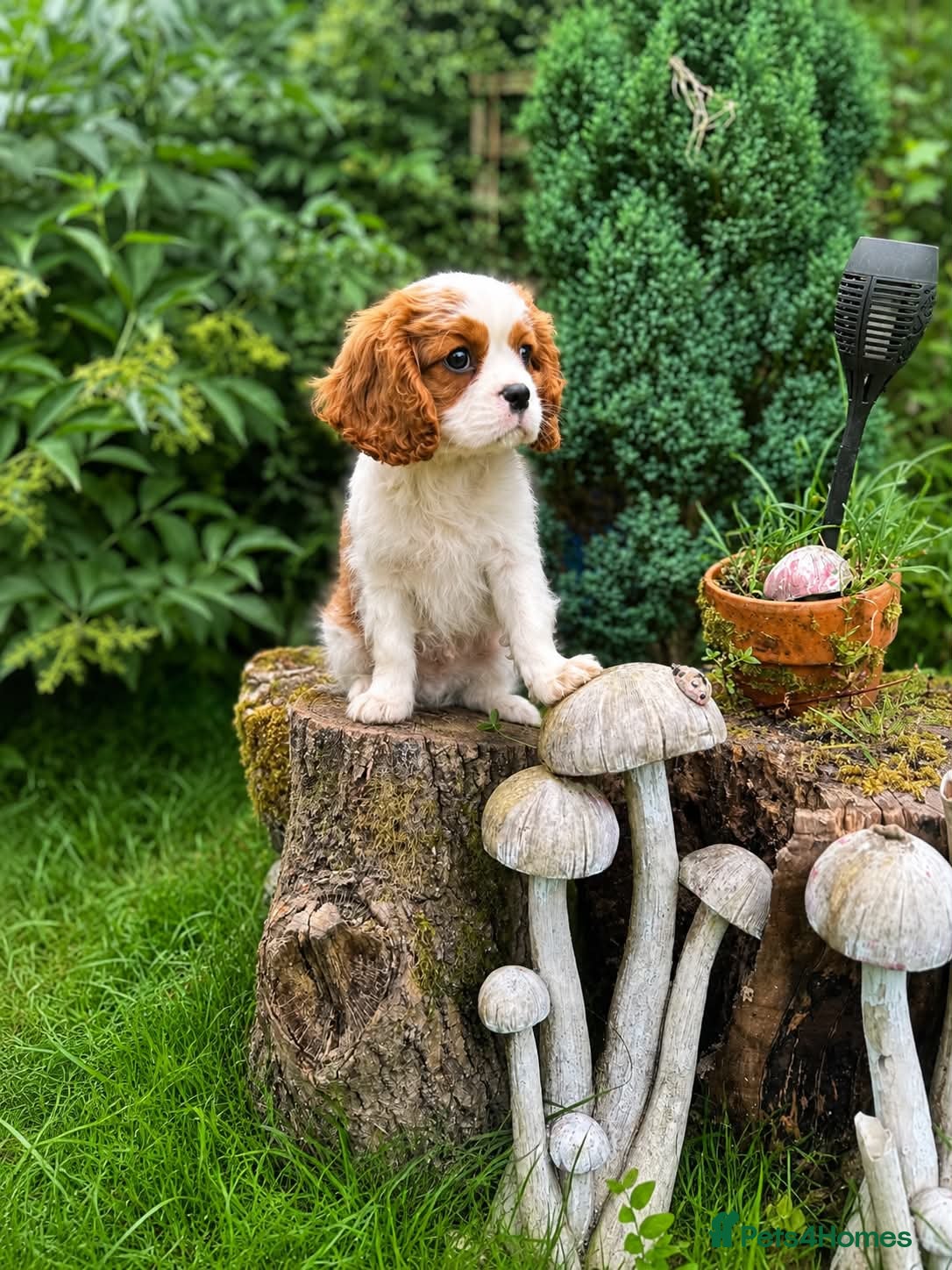 Cavalier King Charles Spaniel dogs KC. C.K.C.S from Champion Show Lines - Advert 1