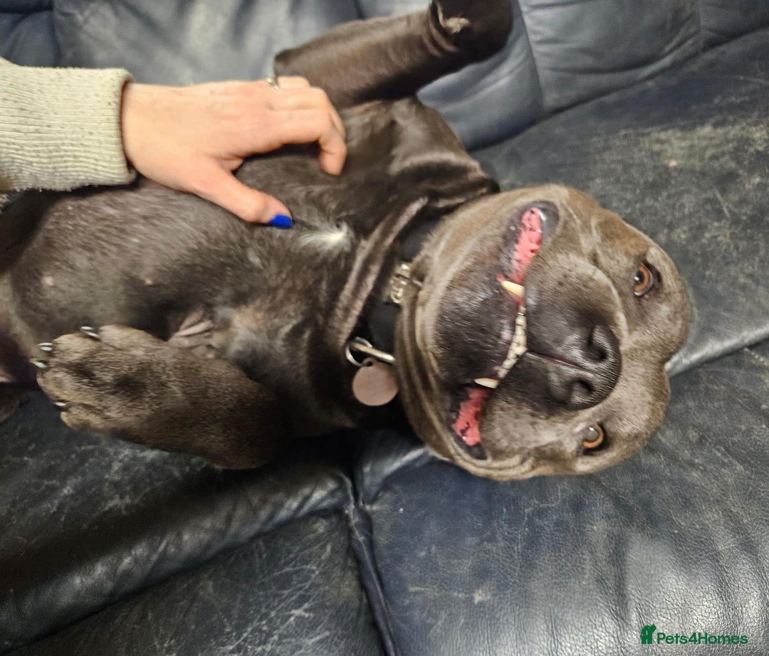 Staffordshire Bull Terrier dogs for sale: KC & DNA Tested Blue Staffordshire Bull Terriers - Advert 6