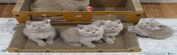 British Shorthair cats for stud: 🏆🥇Beautiful Lilac Boy GCCF/TICA registered 🏆🥇 - Advert 9