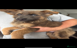 German Shepherd dogs for sale: Ready now pedigree German shepherd puppies - Image 2