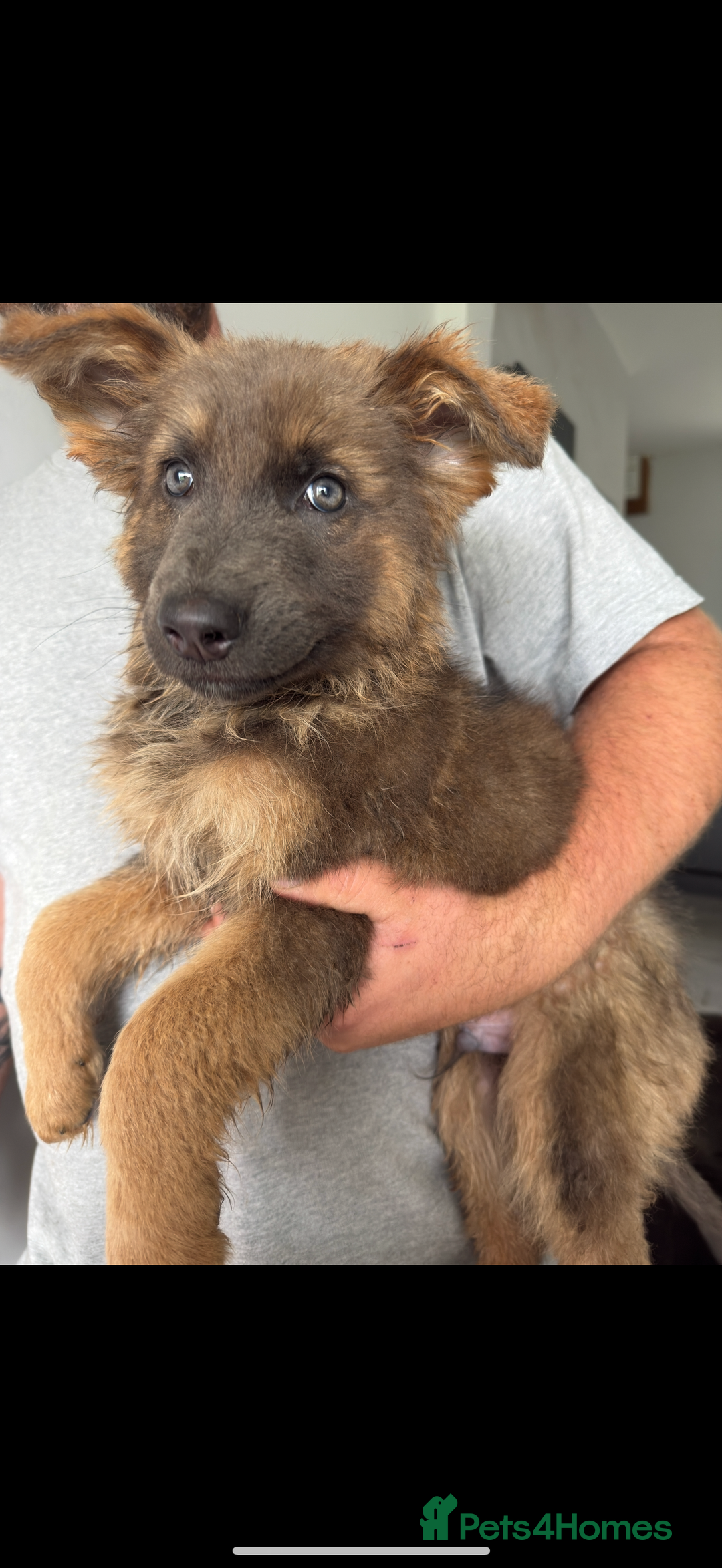 German Shepherd dogs for sale: Ready now pedigree German shepherd puppies - Image 2