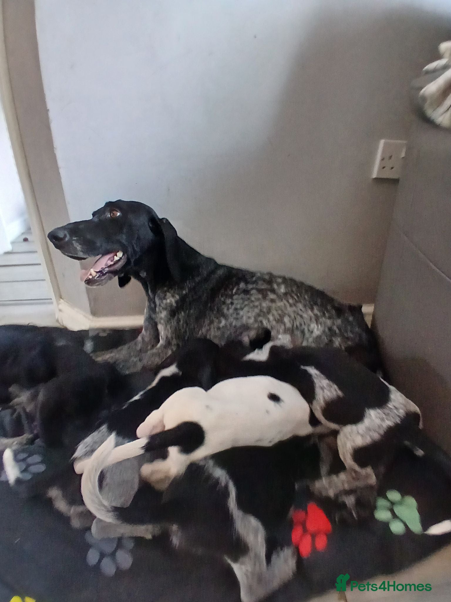 Mixed Breed dogs KC Basset Hound x KC German Shorthaired Pointer  - Advert 1