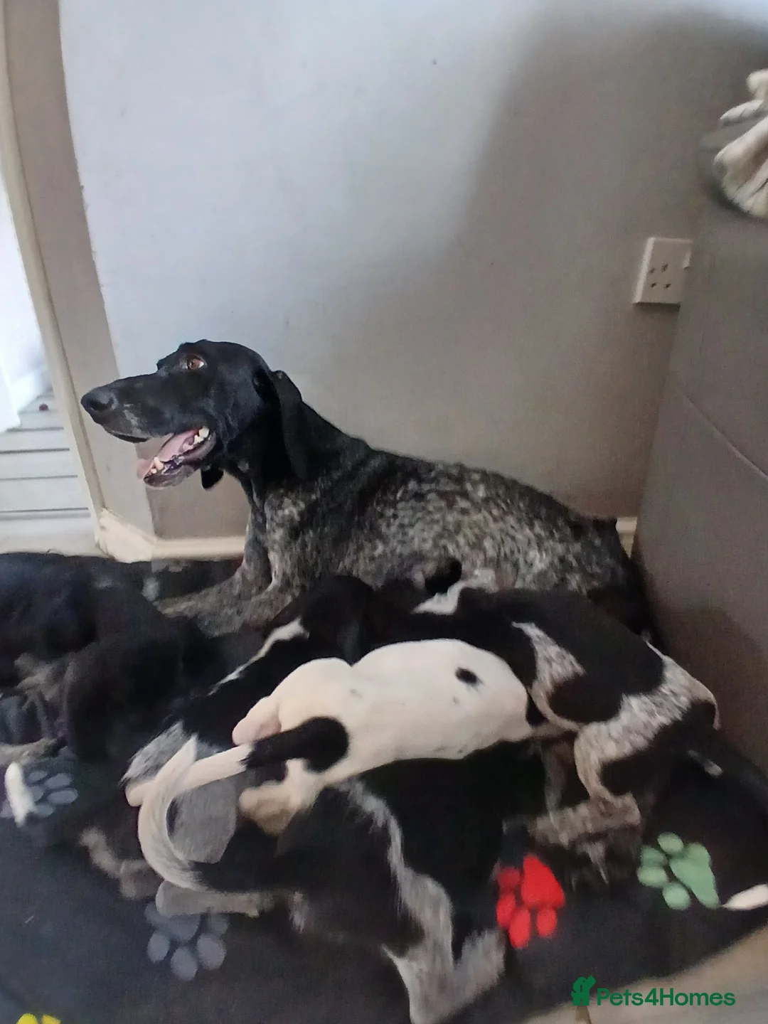Mixed Breed dogs for sale: KC Basset Hound x KC German Shorthaired Pointer  - Advert 1
